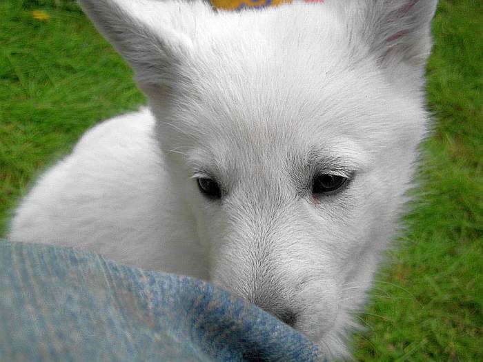 weisser Schferhund - die Grenzgnger