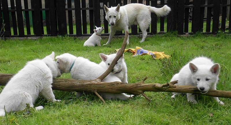 weisser Schferhund von den Grenzgngern