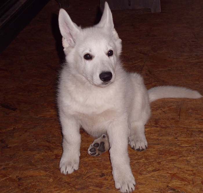 Weisser Schferhundwelpe von den Grenzgngern