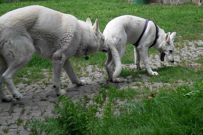 weisser sch�ferhund - die grenzg�nger