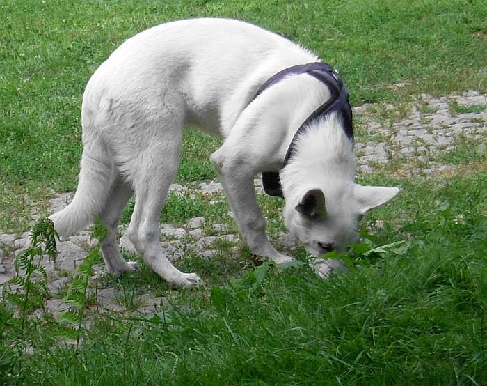 weisser Sch�ferhund - die Grenzg�nger