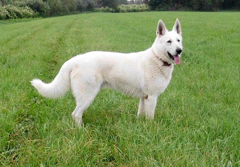 Leo - weisser Schferhund von den Grenzgngern