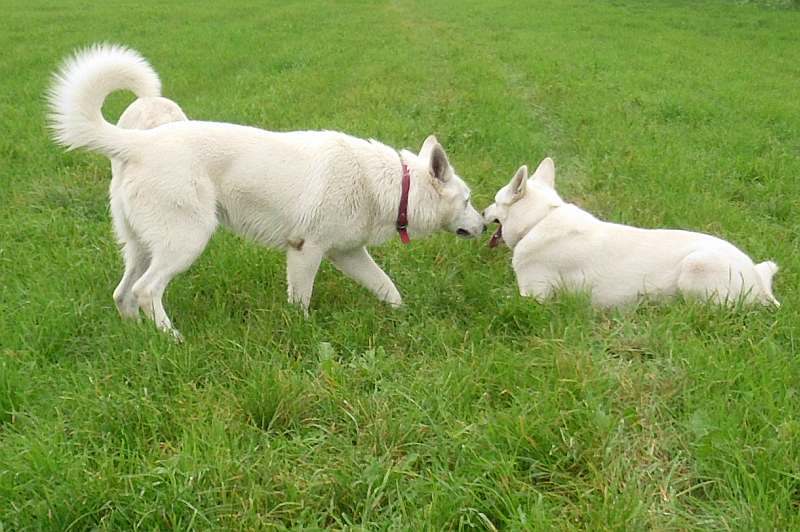 Leo - weisser Schferhund von den Grenzgngern