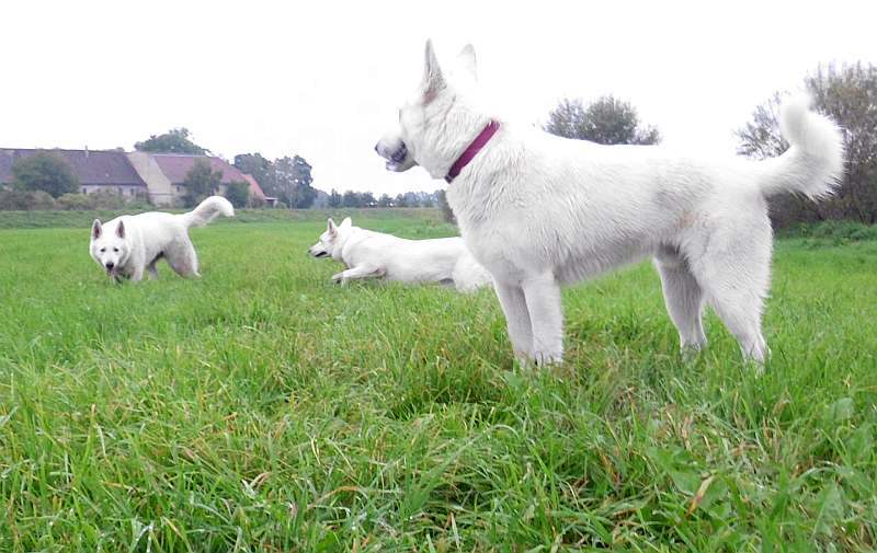 Leo - weisser Schferhund von den Grenzgngern