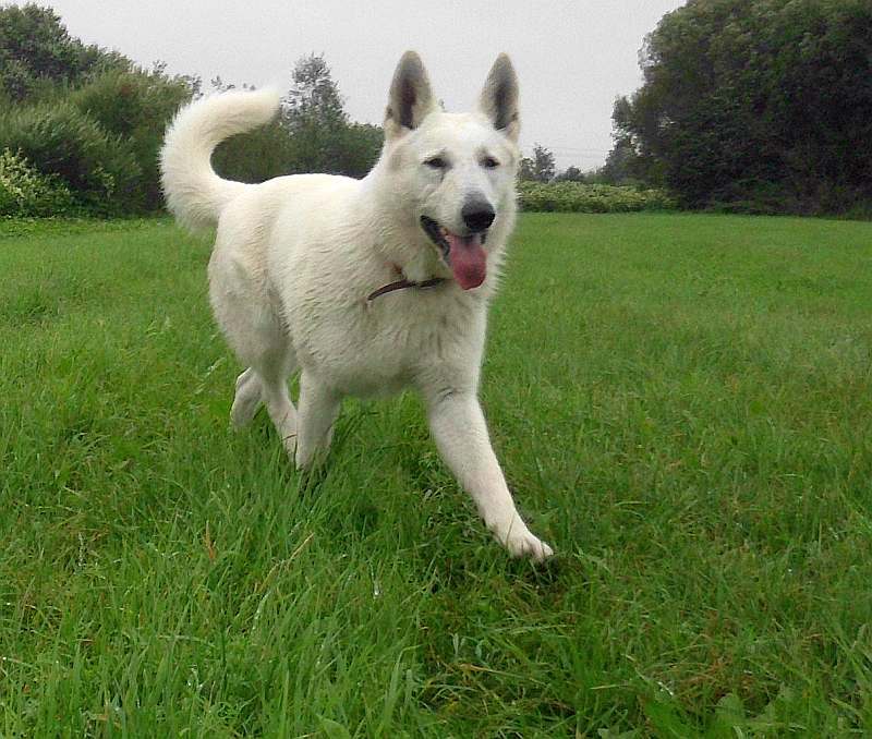 Leo - weisser Schferhund von den Grenzgngern