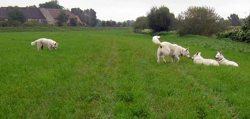 Leo - weisser Schferhund von den Grenzgngern