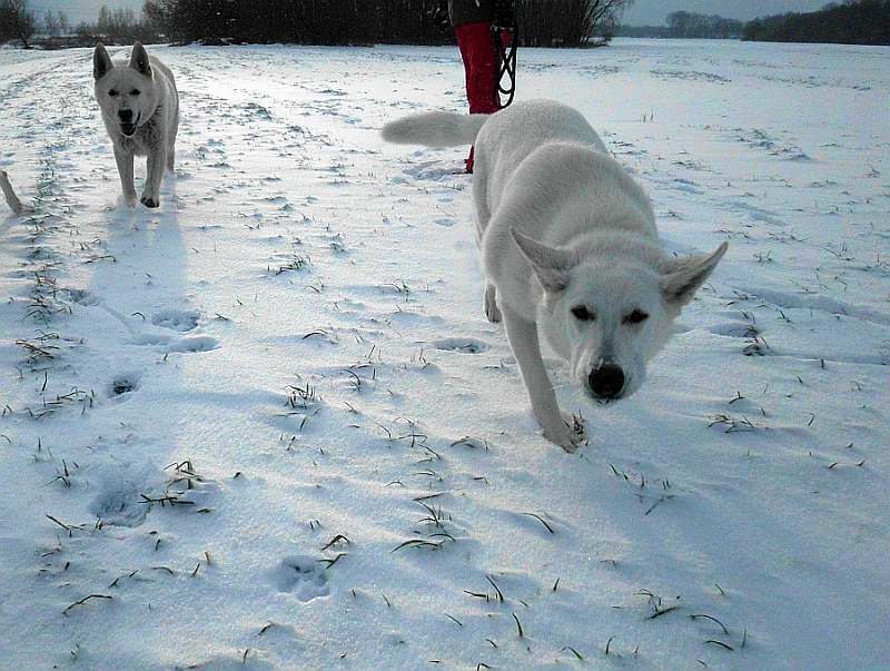 Weisser Schferhund von den Grenzgngern