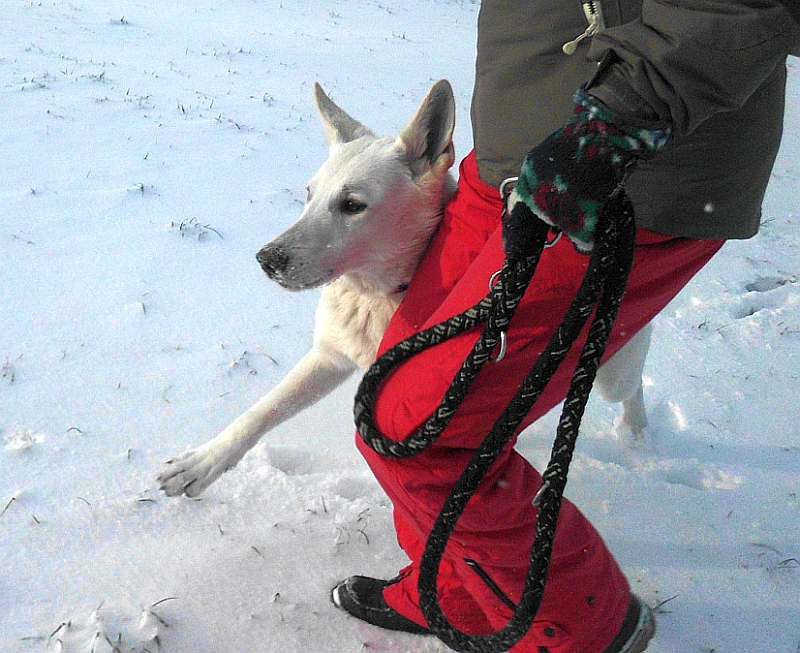 Weisser Schferhund von den Grenzgngern