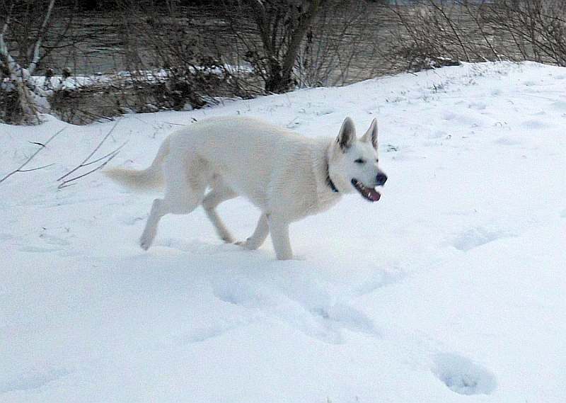 Weisser Schferhund von den Grenzgngern