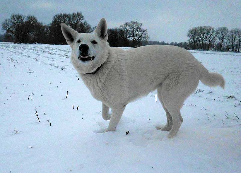 Weisser Schferhund von den Grenzgngern