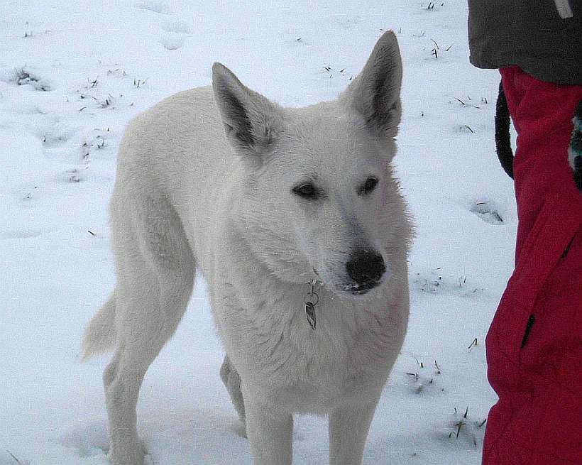 Weisser Schferhund von den Grenzgngern