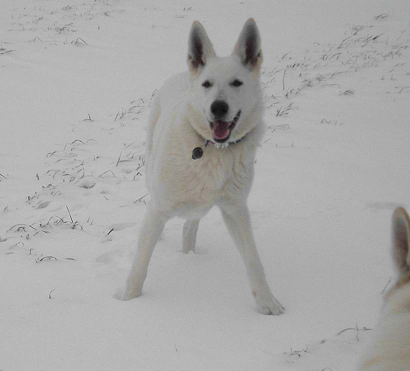 Weisser Schferhund von den Grenzgngern