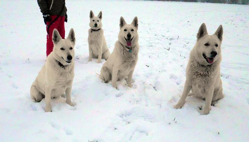 Weisser Schferhund von den Grenzgngern