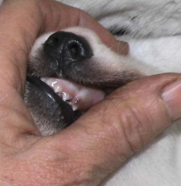 erste Zähne