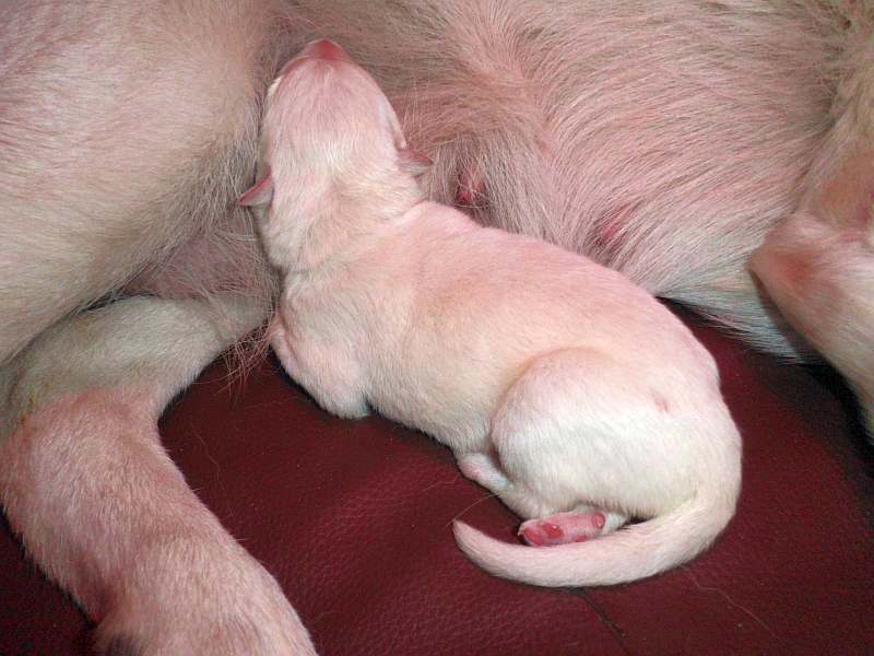 Welpe weisser Schferhund von den Grenzgngern