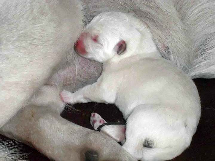 Welpe weisser Schferhund von den Grenzgngern