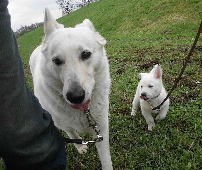 Leinenfhrung beim Welpen