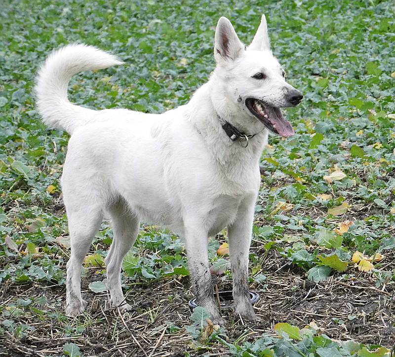 Charis von den Grenzgngern, Weisser Schweizer Schferhund