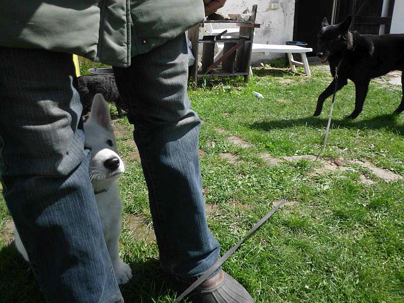 weisser Schferhundwelpe von den Grenzgngern