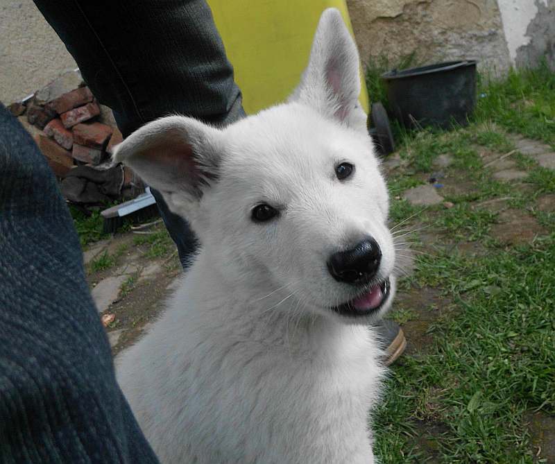 weisser Schferhundwelpe von den Grenzgngern