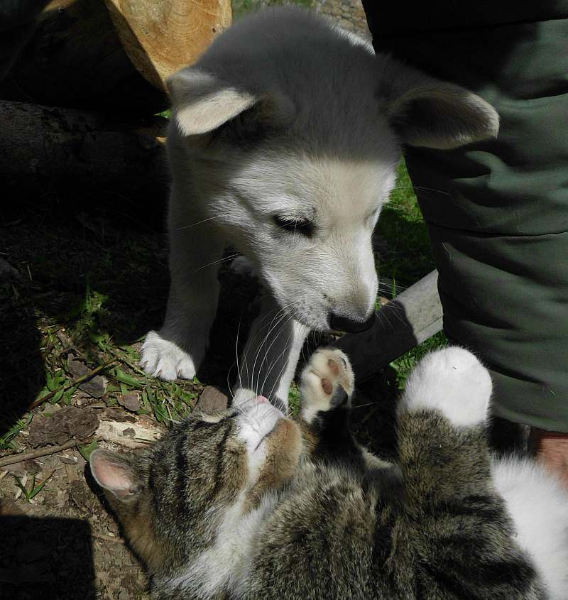 weisser Schferhundwelpe von den Grenzgngern