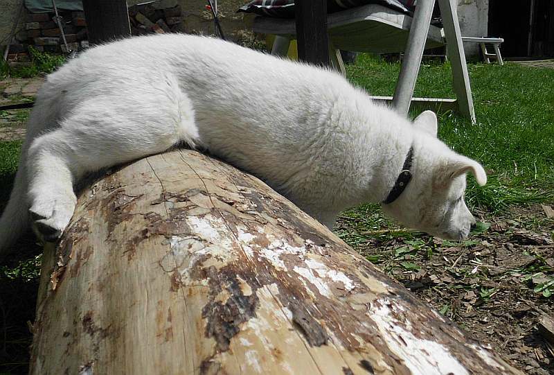 weisser Schferhundwelpe von den Grenzgngern