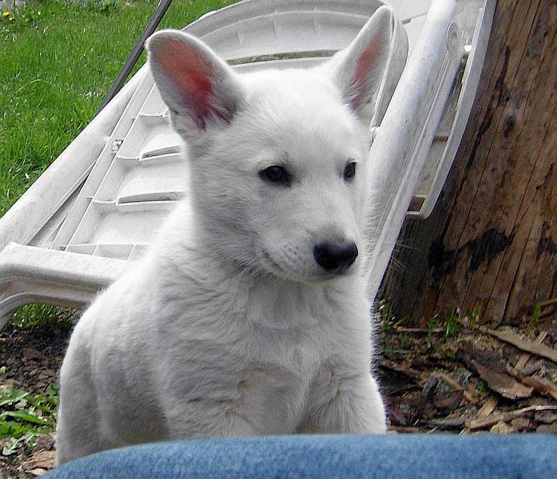 weisser Schferhundwelpe von den Grenzgngern