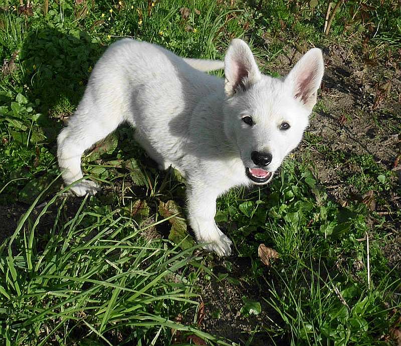 weisser Schferhundwelpe von den Grenzgngern