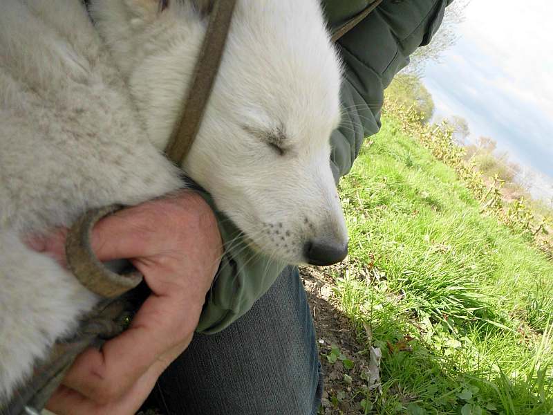 weisser Schferhundwelpe von den Grenzgngern