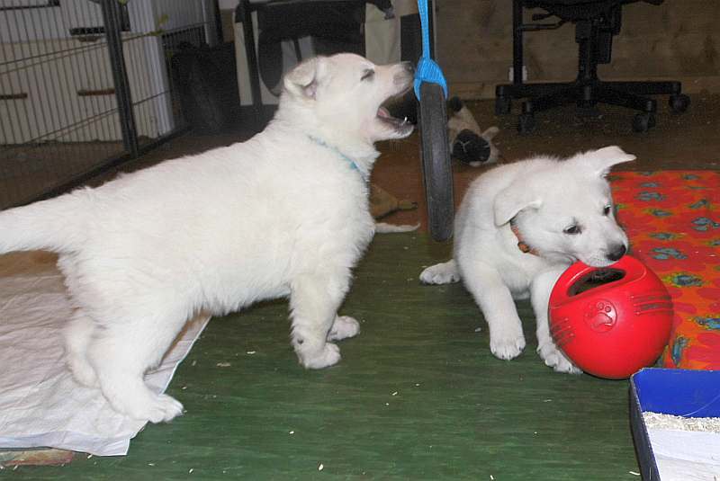 weisser Schferhundwelpe von den Grenzgngern