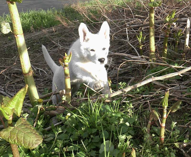 weisser Schferhundwelpe von den Grenzgngern