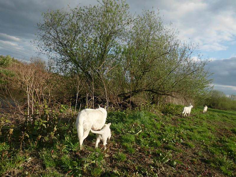 weisse Schferhunde von den Grenzgngern