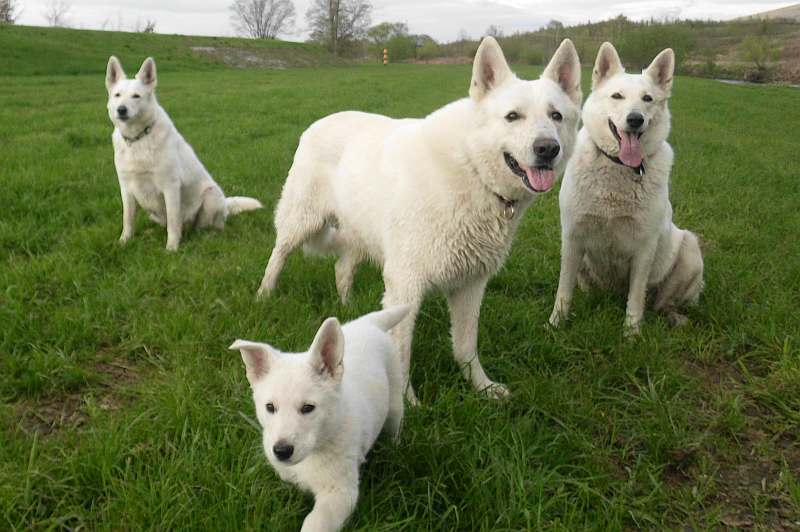  Weisse Schferhunde Familie