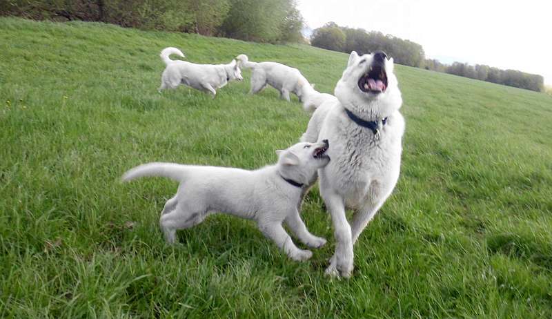 weisse Schferhunde von den Grenzgngern