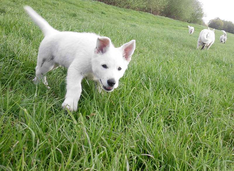 weisse Schferhunde von den Grenzgngern