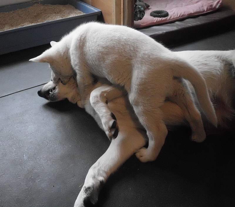 Weisser Schferhundwelpe spielt mit der Mama