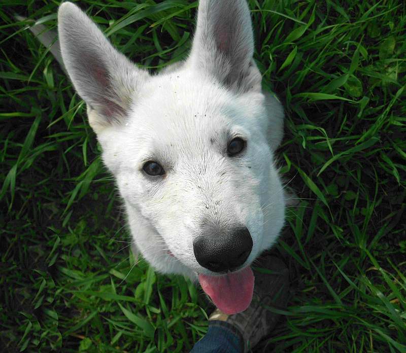 Weisse Schferhunde von den Grenzgngern