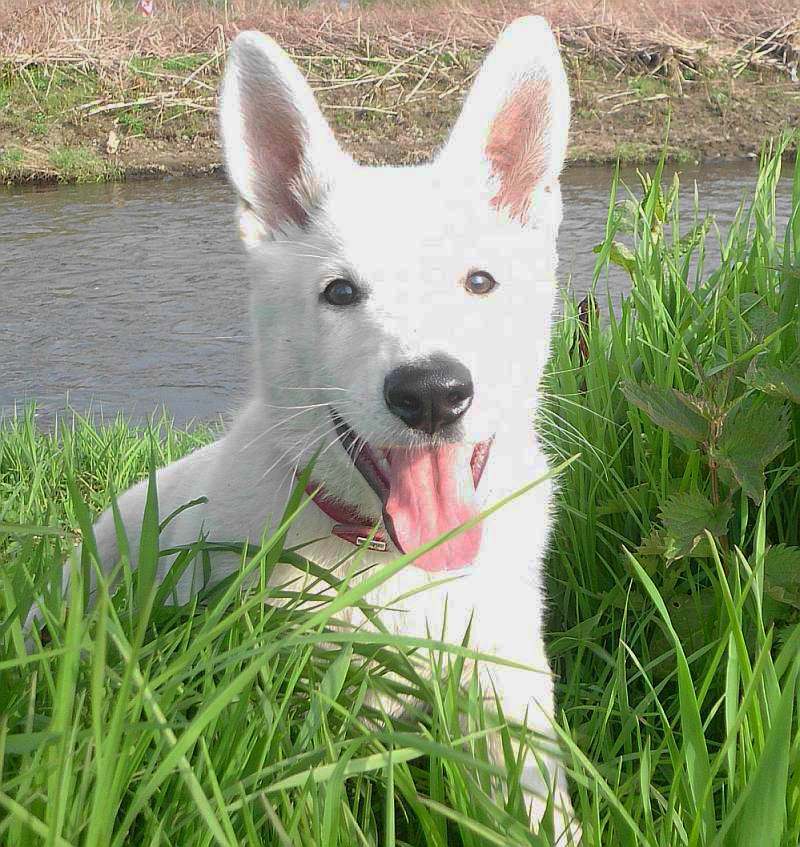 Weisse Schferhunde von den Grenzgngern