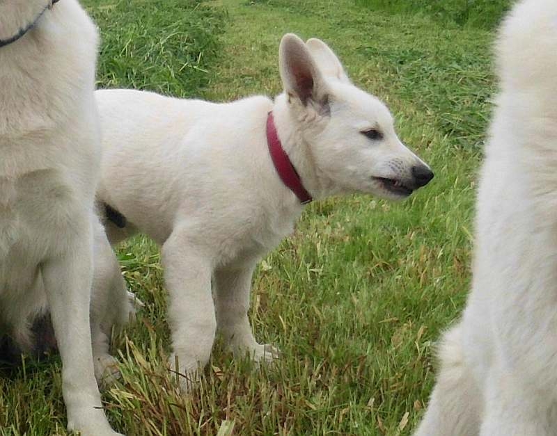 Weisser Schferhundwelpe von den Grenzgngern