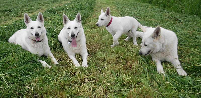 Weisser Schferhundwelpe von den Grenzgngern