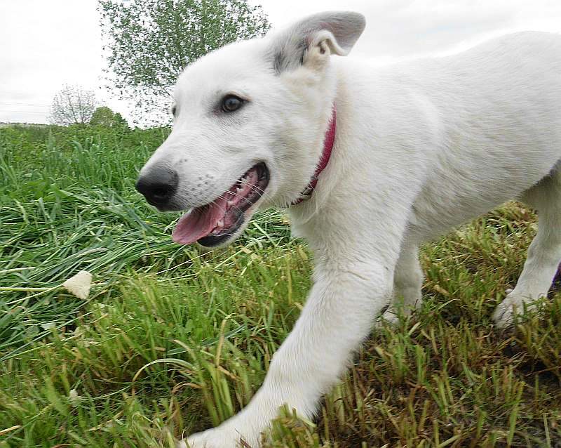 Weisser Schferhundwelpe von den Grenzgngern