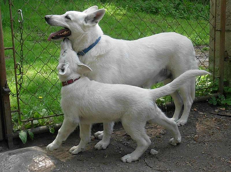 Weisser Schferhund von den Grenzgngern