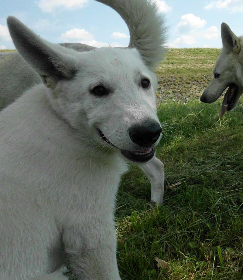 Weisser Schferhund von den Grenzgngern