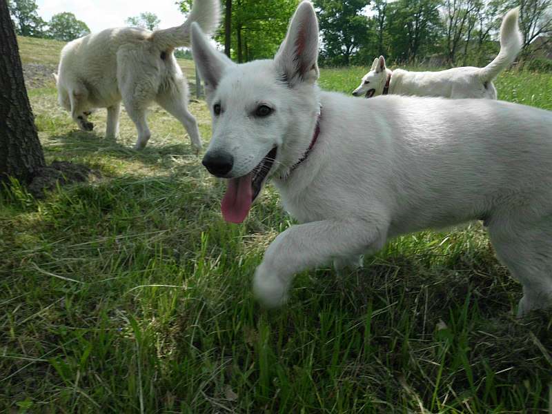 Weisser Schferhund von den Grenzgngern