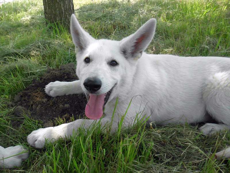 Weisser Schferhund von den Grenzgngern