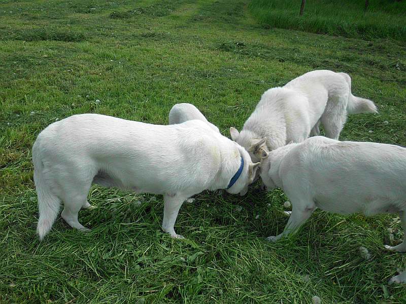 Weisser Schferhund von den Grenzgngern