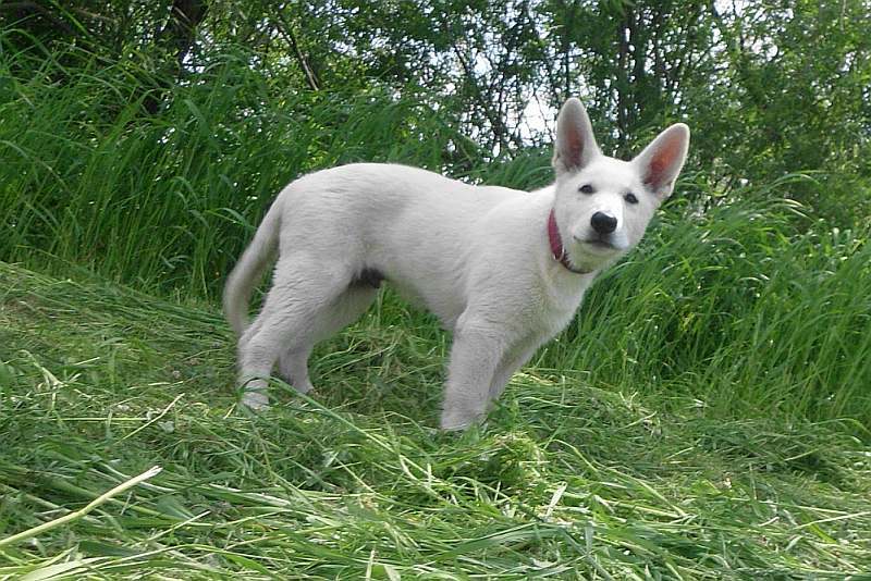 weisser Schferhund von den Grenzgngern