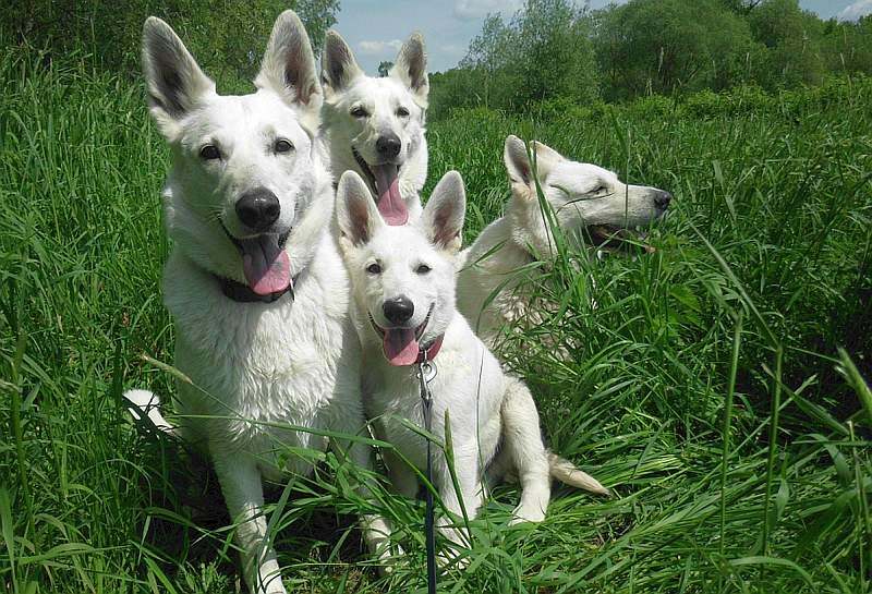 weisser Schferhund von den Grenzgngern