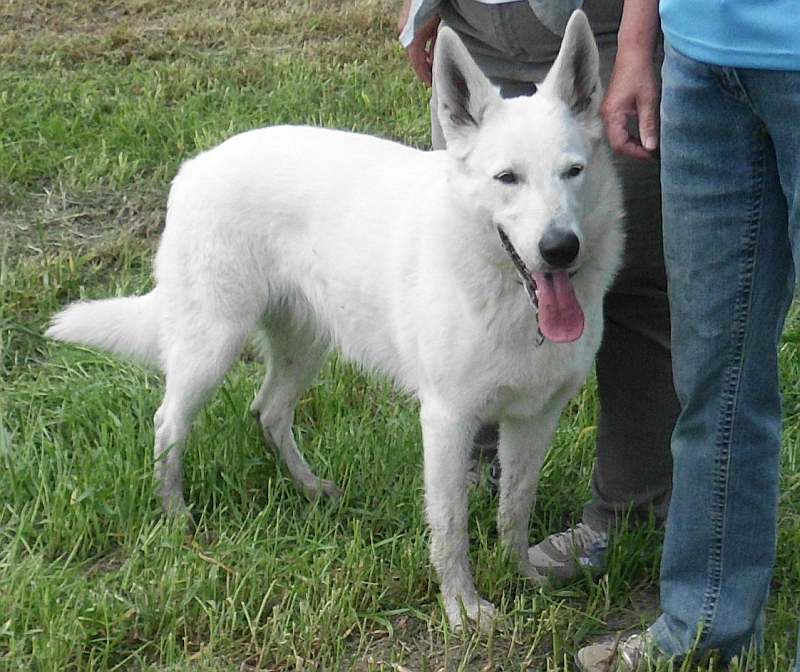 Weisse Schferhunde von den Grenzgngern