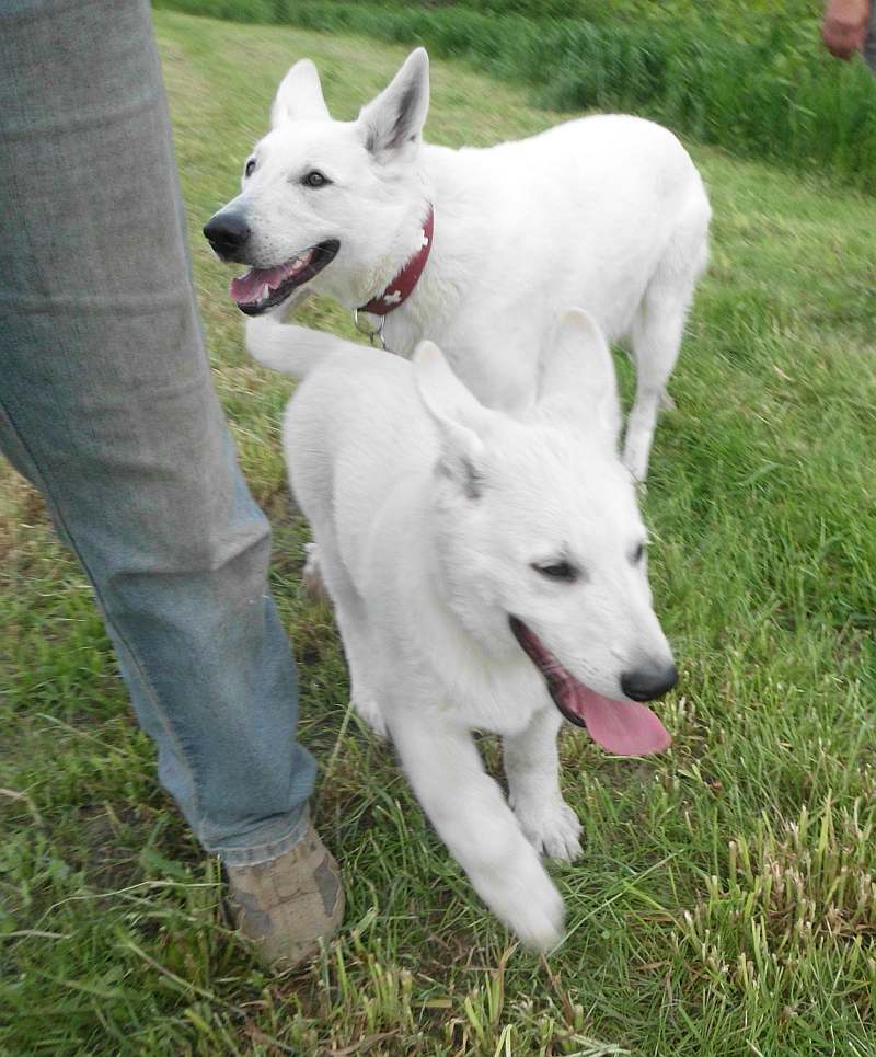 Weisse Schferhunde von den Grenzgngern